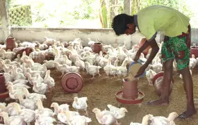 A boy feeds chickens in northern Bangladesh. It is estimated that due to poultry feed being manufactured from tainted leather tannery waste, up to 25 percent of chickens in country contain harmful levels of chromium. 