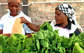 Vegetables produced by small farmers being packaged by the NGO, Abalimi Bezekhaya