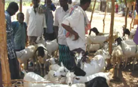 [Somalia] livestock in Somalia.