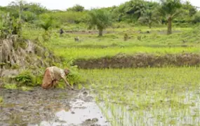 [DRC] A rice farm in Buta, 5km from Kisangani
