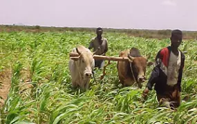 [Somalia] Two farmers with their oxen prepare their cornfield in the traditional way in the Boodlay area of northwest Somalia, 10 December 2002. Long-term regional drought has already killed hundreds of people and tens of thousands of livestock