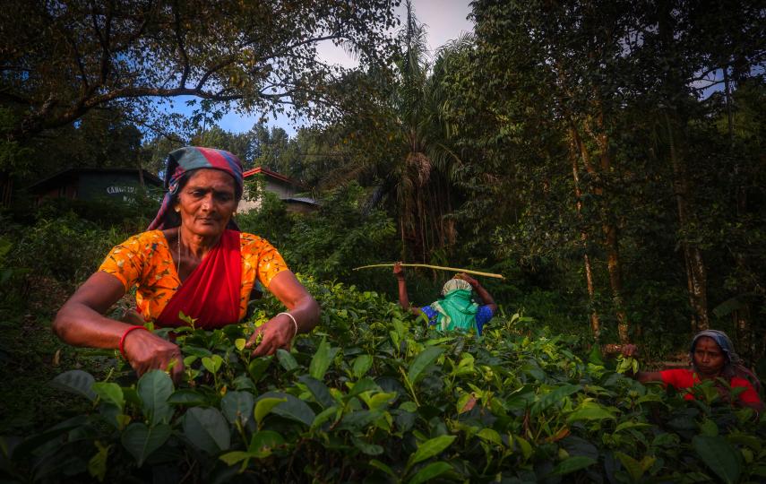 Women working in the tea plantations in Hatton town of Nuwara Eliya, around 135 kilometres away from Colombo. With already poor wages, tea plantation workers have suffered deeply during the crisis.