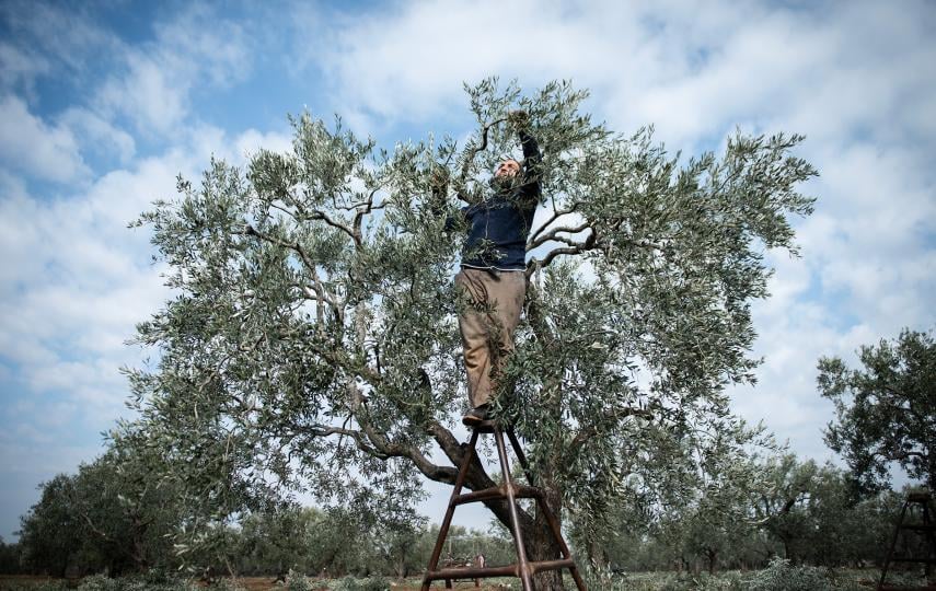 A man tends to an olive tree.