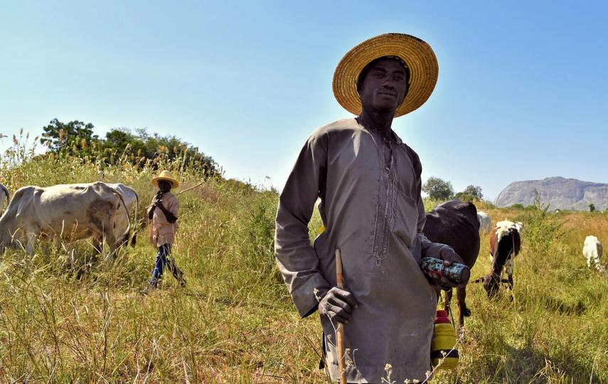 An image of a Fulani herder standing in a field while cattle graze behind him.