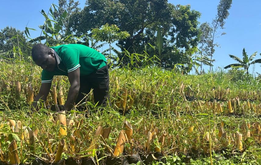 Rogers Fungo helps run tree nurseries in eastern Uganda’s Bulambuli district, distributing bamboo to shore up riverbanks and vulnerable slopes.