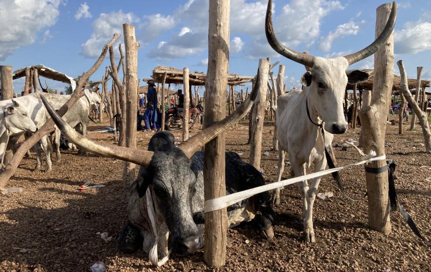 A cattle market in northern Ghana -- a destination for rustled livestock from Burkina Faso.