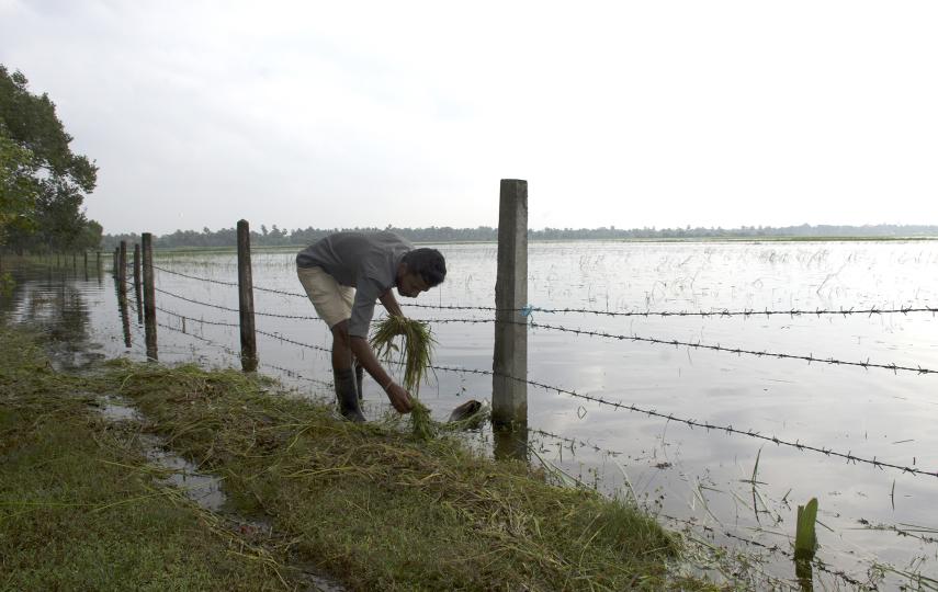A man gathers vegetation in a flooded area next to a fence