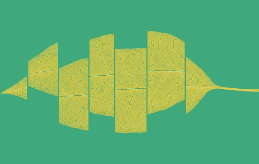 A cut up leaf in several fragments. 
