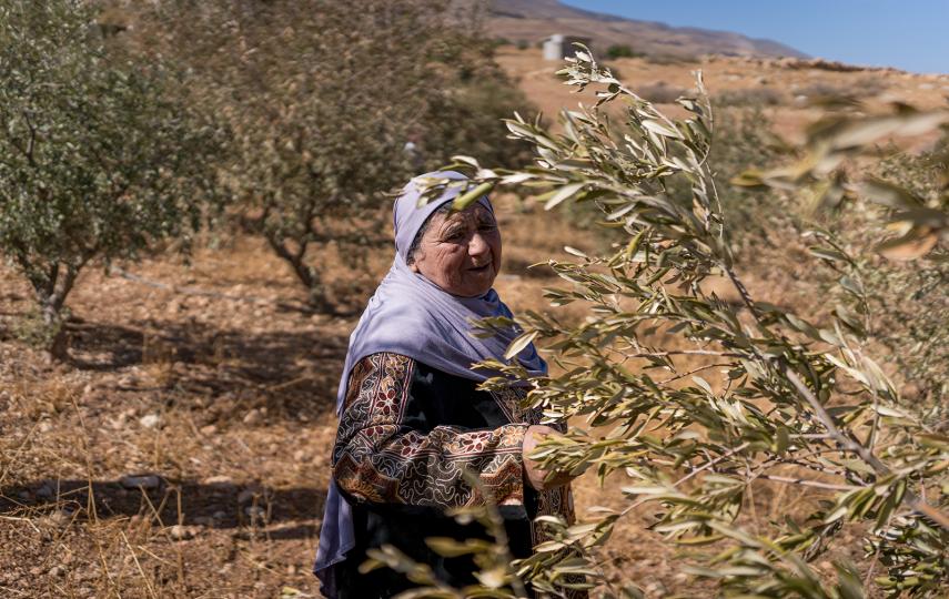 A Palestinian woman walks among olive trees, after being damaged and stolen by Jewish settlers during the harvest season.