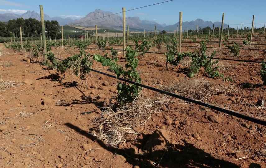 Fields of the Western Cape in South Africa are now brown and dusty, as farmers reduce their irrigation to preserve water. 