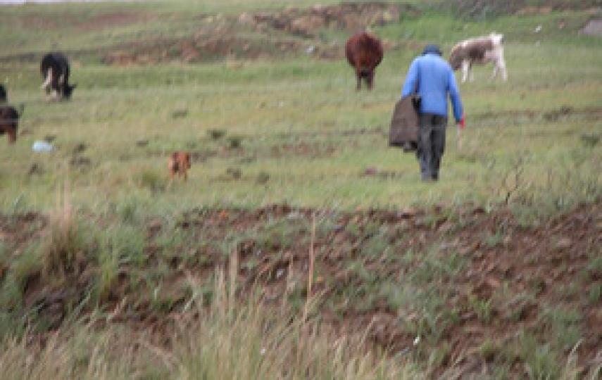 [South Africa] Communal farmers in eastern Free State have no water or fodder for their cattle.