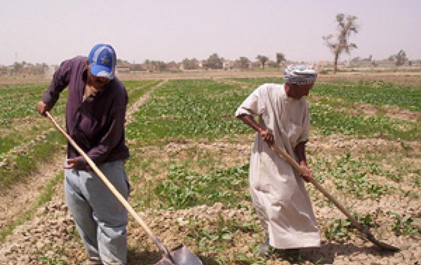 [Iraq] Farmers say they need increased supplies of seed and equipment in order to make a good living.