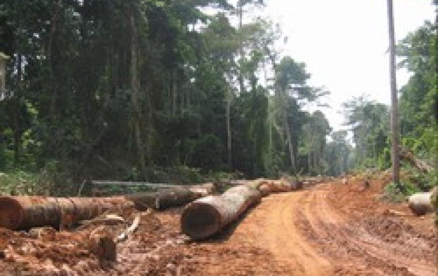 [CAR] A scene of deforestation in the rainforest of the Central Africa Republic.