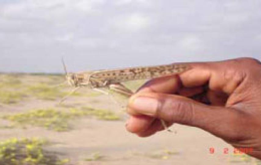 A small swarm of locusts can eat as much food in a day as 2,500 people