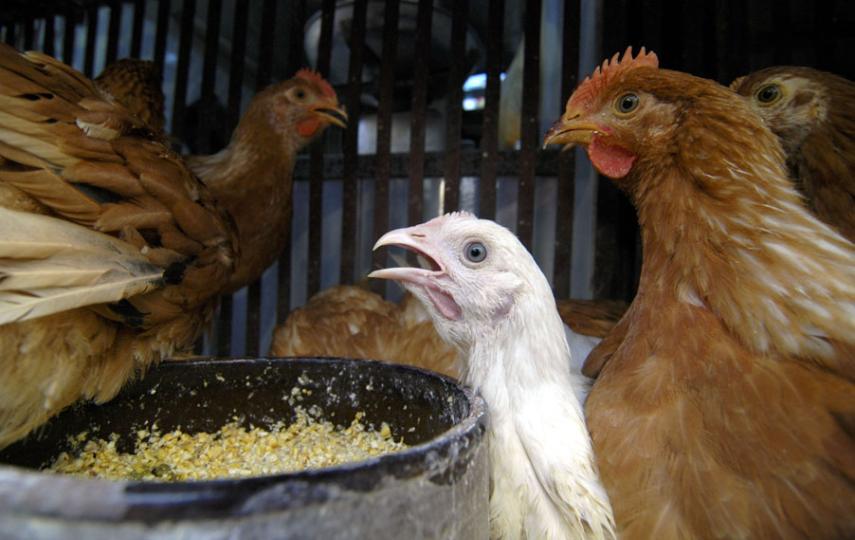 Caged chickens for purchase in a poultry shop, Cairo, Egypt, 16 February 2007. Egypt is a major route for migratory birds and is one of the countries worst hit by the bird flu virus outside Asia.
