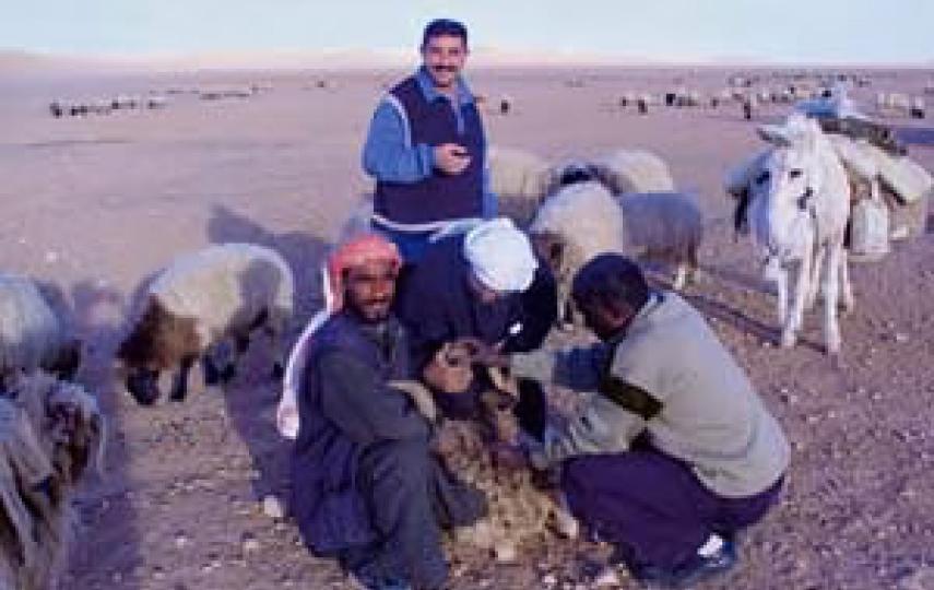 Blood collection from small ruminants
in southern Iraq, January 2003.
