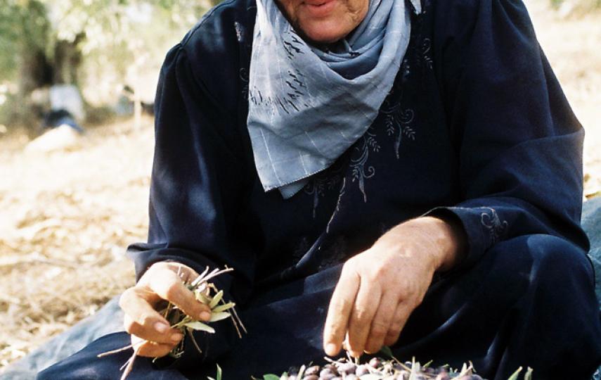 Aitaf Abdel Raul is the only person in her family to be granted a permit to harvest. Much of Jayyous' agricultural land lies between the separation barrier and Israel, requiring all Palestinians to have a permit to access the area.