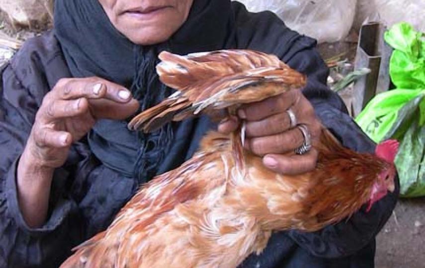 Many Egyptians keep and raise domestic poultry, making it difficult to eradicate bird flu completely, the government says.