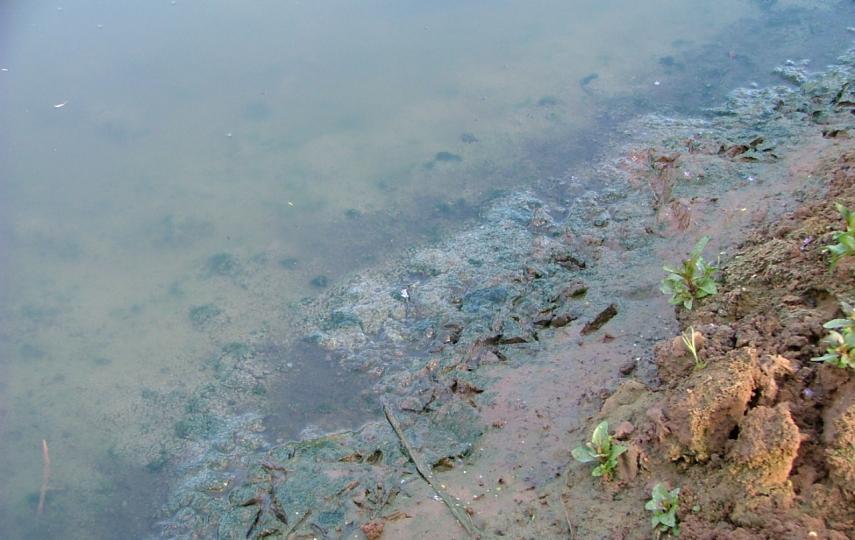 Murky, polluted water in the Kishon river near Haifa.