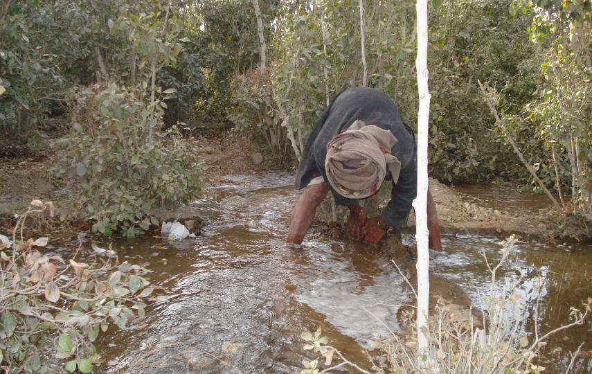 The larvae that cause onchocerciasis are found in swiftly flowing water.