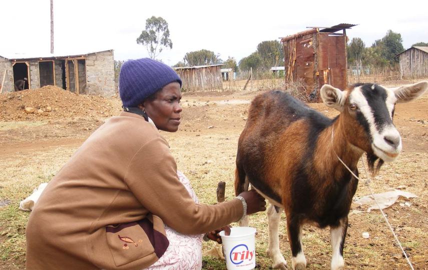Susan Muthoni milks her prized goat, 'Chibi', donated by the ActionAid Kenya.