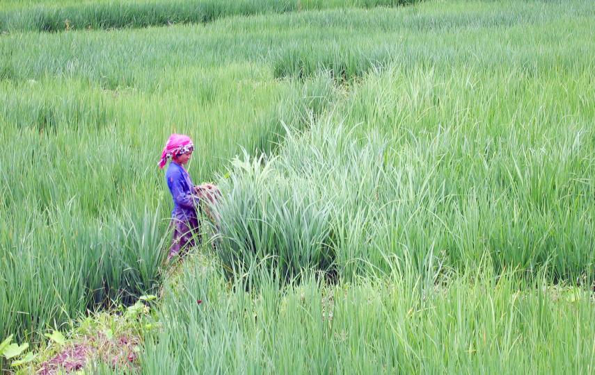 A woman tends to her rice crop in a wet land paddy. Villagers are being taught more effective agricultural techniques as part of a food security initiative. For many villagers, these skills are crucial to their survival as their traditional slash and burn