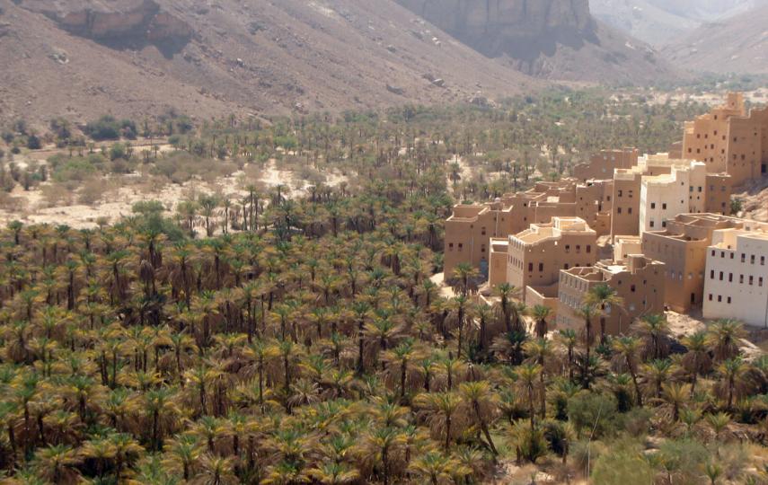 Thousands of people in Yemen depend on date palm trees for a living