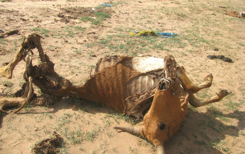 Severe drought has affected the villages in the south of Somaliland, particularly the Midwest regions and several farmers have lost their livestock