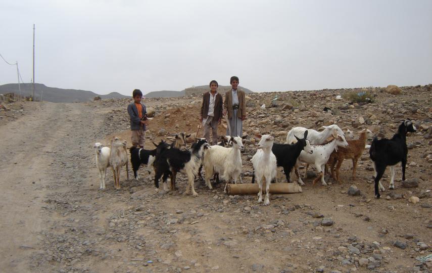 Children driving with their goats through a parched area in search of pasture