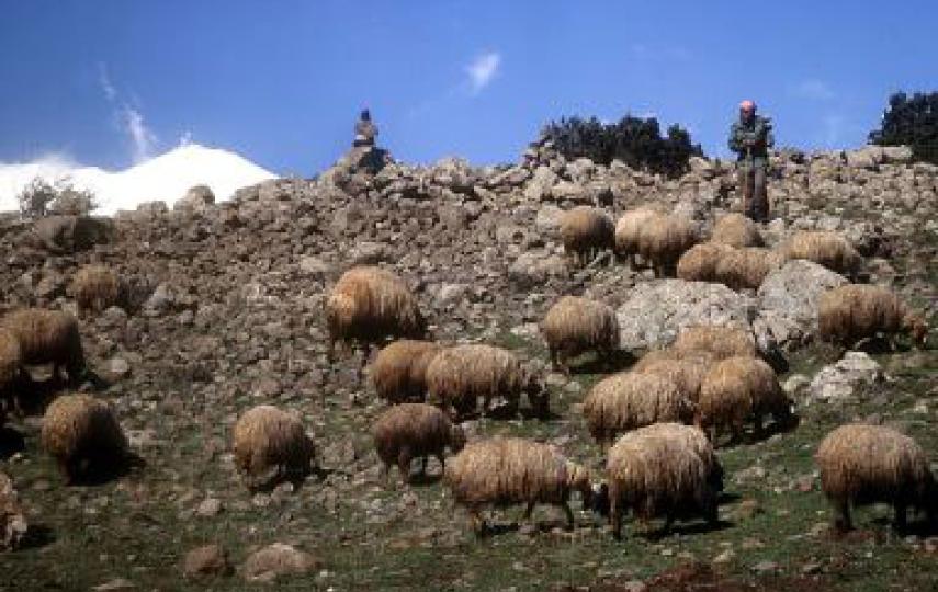 Up to 60 percent of Syria's land and 1.3 million people are affected by drought in Syria