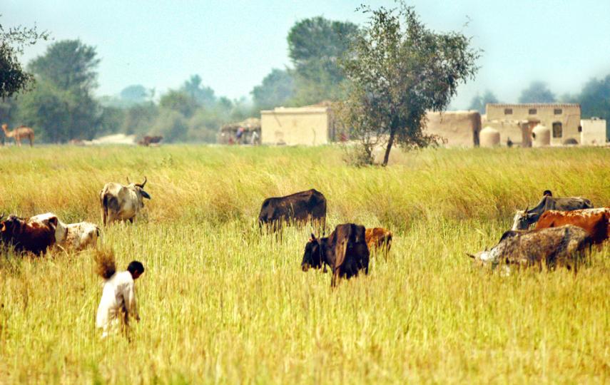 The leasing of Pakistani farm land to foreign companies could increase hunger in the country