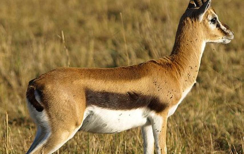 Thomson's Gazelle at Masai Mara, Kenya