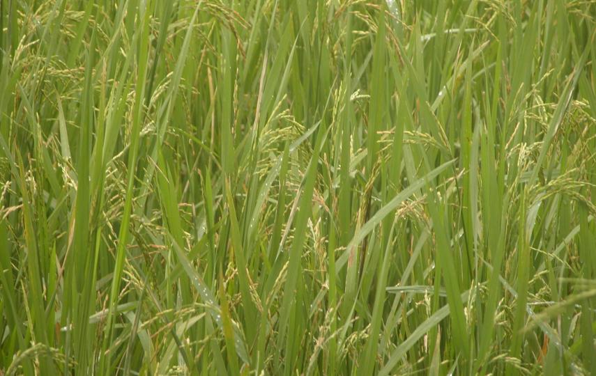Poor monsoons affected rice yields in 2009