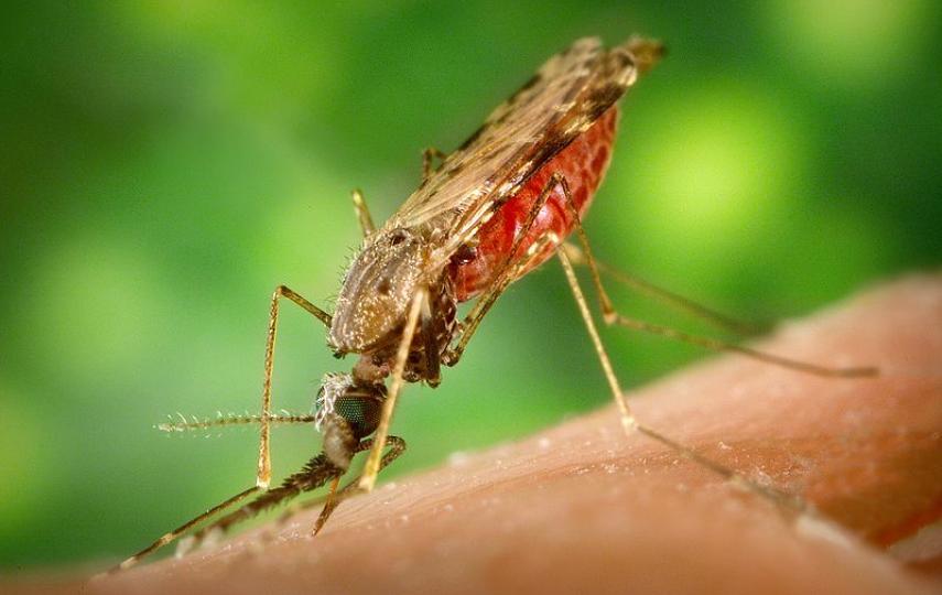 A female Anopheles mosquito feeding on a human host. The number of malaria cases remains dramatically lower than 12 years ago