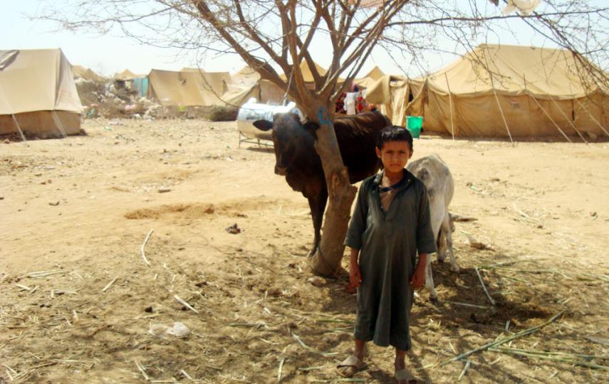 According UNHCR, 30 percent of IDPs came to Mazraq camps in northern Yemen with their animals