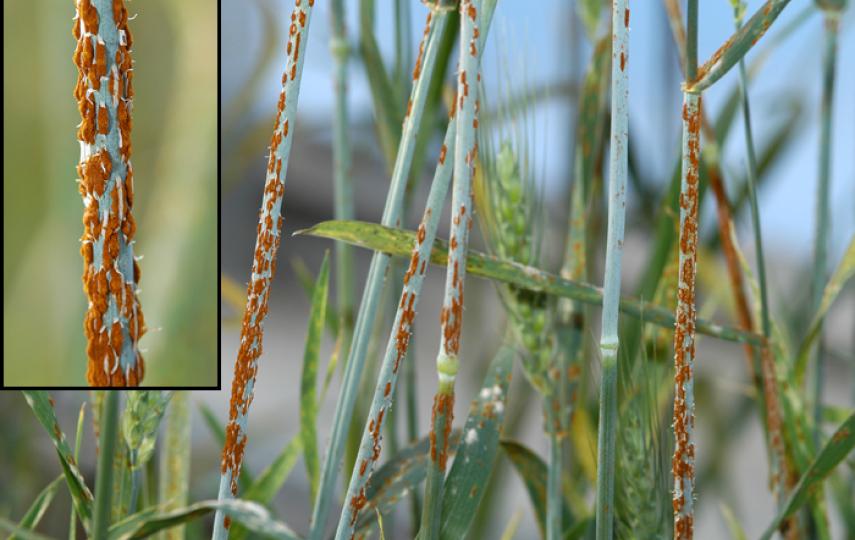 Wheat stem rust devastates crops