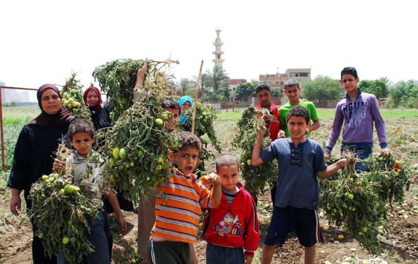 In Minya Governorate, those working in agriculture are protesting over lack of water for their crops