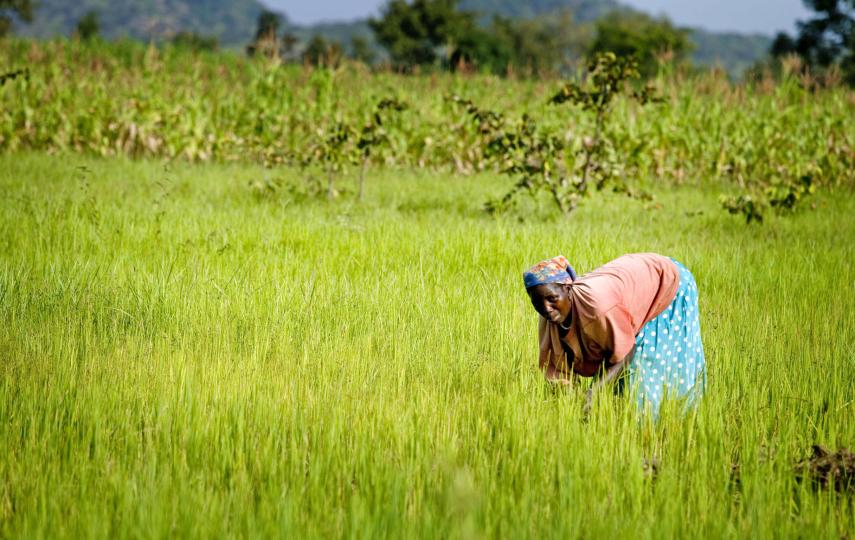 A woman farms rice on her farm in Ungwaku 1, Kajura District, in Kaduna State Nigeria