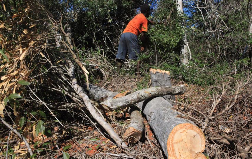 In a country that relies almost exclusively on charcoal as a cooking fuel, wood is one of the few resources left for Madagascans to exploit