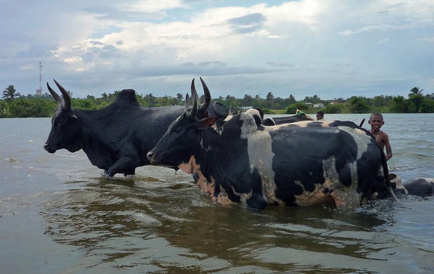 Zebu cattle. For generic use
