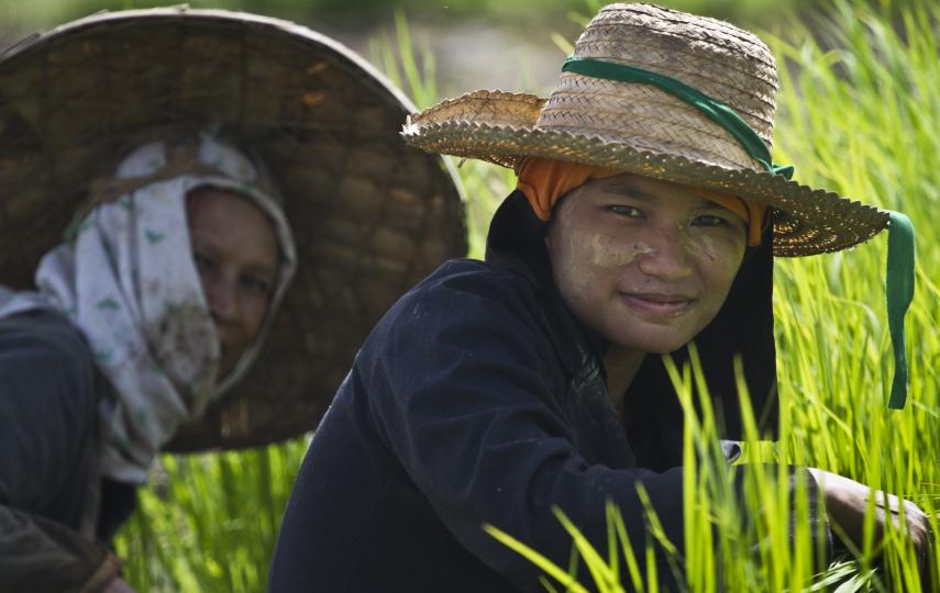 Rice farmers look on as they prepare plants in a field near Mai Sariang, Thailand. Thailand is currently the world's top exporter of rice and is the fit larger cultivator of rice in the world.  Rice production takes up 55 per cent of Thailand's arable lan