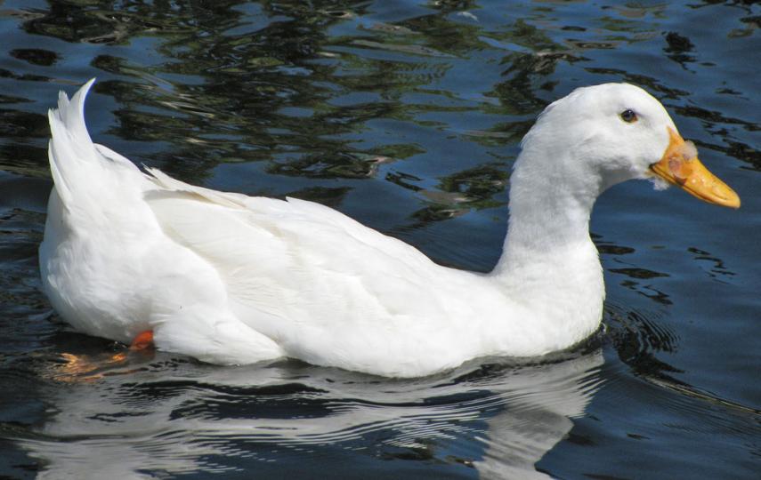 White Duck. For generic use