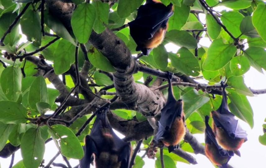 The large fruit bats, also known as flying foxes,  are the primary carrier of the Nipah Virus in Bangladesh