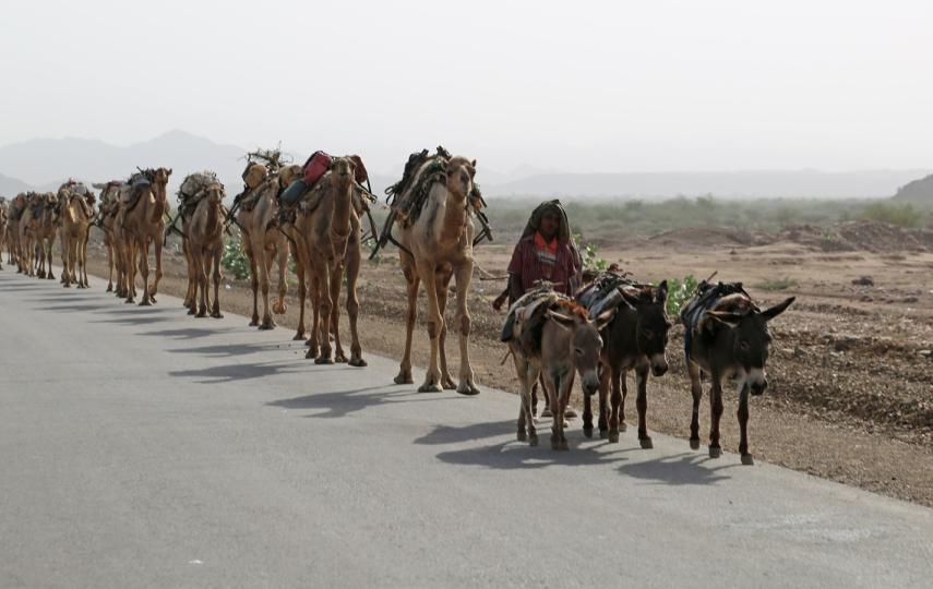 A caravan of camels in Afar carrying blocks of salt cut from the Danakil Depression area