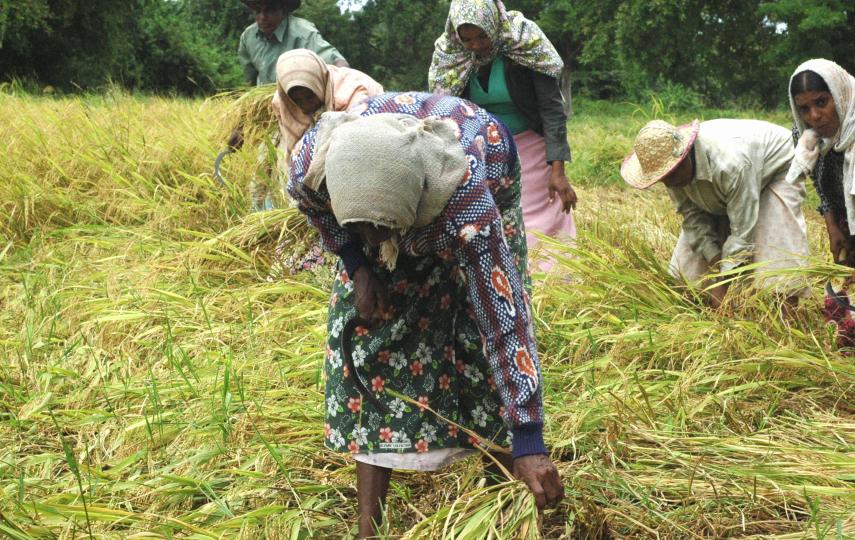 Steeped in water intensive traditional practices, Sri Lanka’s rice farmers find it hard to adapt to changing climate patterns. 