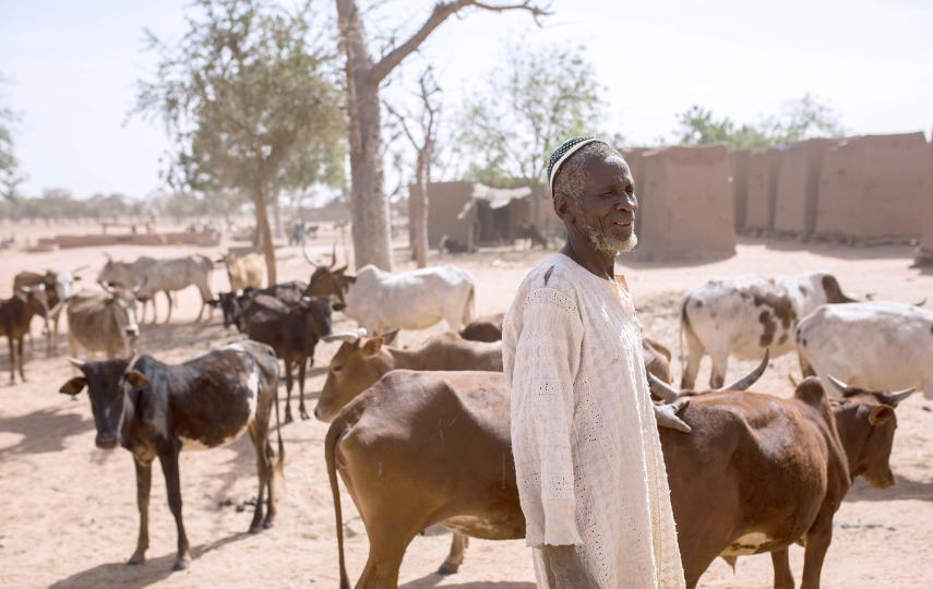 A man in a white top stands in front of cattle