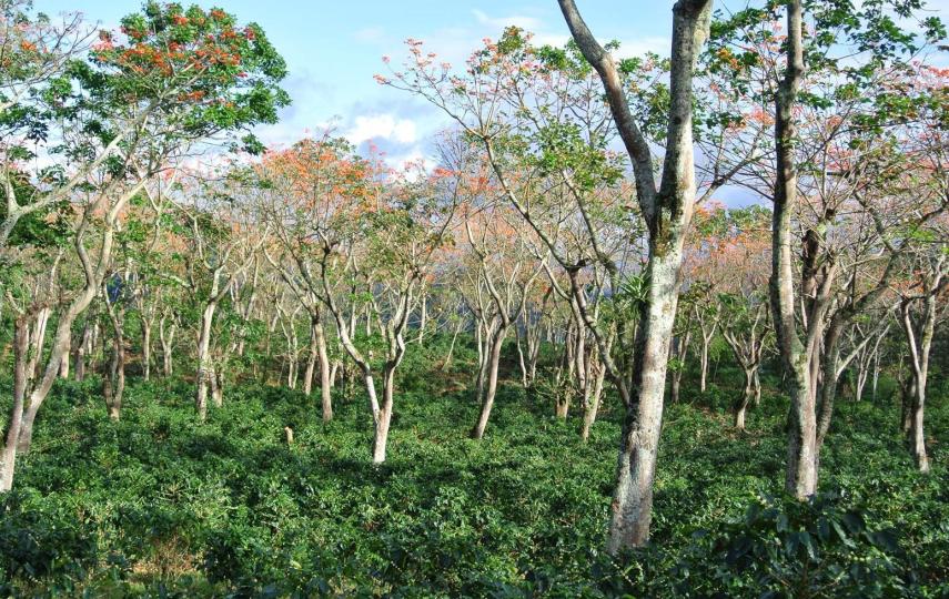 Shade trees over coffee plants