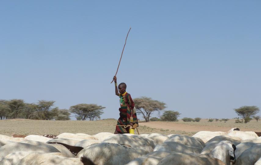 Man herds goats
