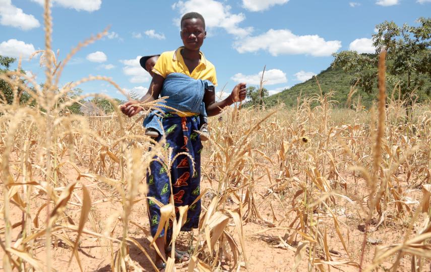 Last year's drought was one of the worst on record - shriveling maize in farmers' fields.