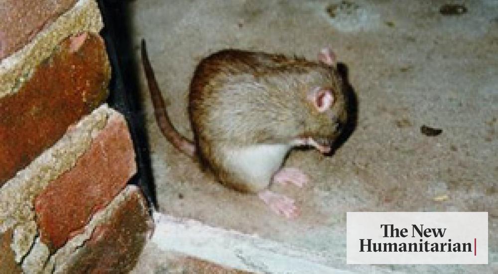 Super rats posing growing health problem